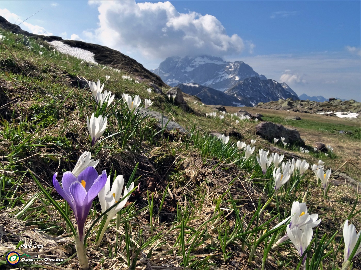 14 Crocus vernus con vista in Arera e amici.JPG -                                